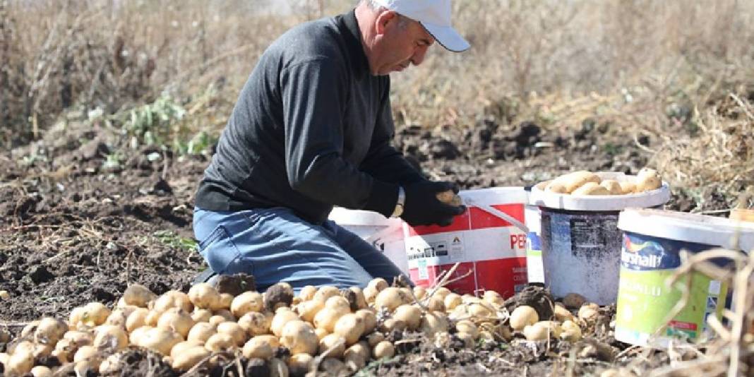 Kış erkenden geldi havalar soğudu! Toprak donmadan hasat telaşı başladı: El birliğiyle toplanıyor 5
